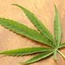 Cage-Free Cannabis, YUPP speaker series discusses marijuana reform in Connecticut