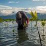 Indigenous Peoples and Local Communities Must Lead the Way to a Just Energy Transition