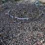 April 6 Youth Movement: The State is Silencing a Voice of Egypt’s Revolution