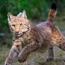 Tiere: BUND legt Projekt zu Luchsen in Sachsen auf