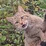 Dramatische Rettung führt zum Sensationsfund: Wildkatze kehrt nach Schleswig-Holstein zurück
