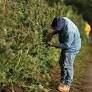 Sow it Goes: The First Legal Weed Harvest in New York