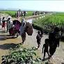 Myanmar Junta Continues Genocide Against Rohingya