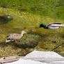Ducks Return to Botany Pond