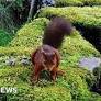 Yorkshire Dales endangered red squirrel colony is thriving - experts