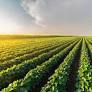 Matchmaking platforms emerge to support farmers