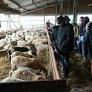 La Confédération Paysanne ouvre les portes des fermes ariégeoises les 20 et 21 février