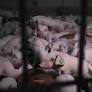 How a minister’s ‘poor meat’ comments in ‘The Guardian’ triggered a political storm in Spain