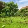 Saving Aarey, the last lungs of Bombay