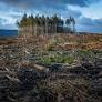 Deforestation and Forest Degradation: The Causes, Effects, and Solutions