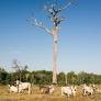 European shops imported beef newly linked to illegal cattle ranching on Indigenous Amazon lands