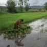 Carbon Offsetting’s Casualties