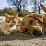 Mexico Adds Animal Protection to its Constitution