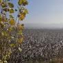 Pickers and Clusters: A Complex Array of Issues Confronts Uzbekistan’s Evolving Cotton Industry