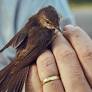Meet Eurasian Reed Warbler: The tiny bird that flew from Ghana to Belgium