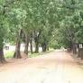 Felling of trees along Atomic-Kwabenya highway 'an environmental sabotage' – A Rocha Ghana