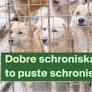 Zakończmy bezdomność zwierząt domowych w Polsce