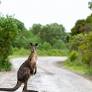 Australia obfuscating deforestation data, say critics