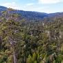 Researchers say real impact of deforestation being hidden in Australia’s official figures by ‘sleight of hand’
