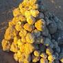 US eyes minerals in occupied Western Sahara