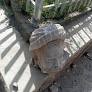 Tortured, Flung from Helicopter: Who was Abdul Ali Mazari Whose Statue Taliban Blew to Pieces in Afghanista
