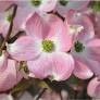 Brian Minter: New dogwood varieties are great garden additions