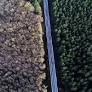 Forests 'powerhouses' for fighting climate change: Experts