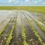Observatório do Meio Rural Prevê Crise Alimentar "Grave" Face à Destruição Agrícola