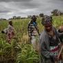 Ex-ministro defende maior apoio técnico para impulsionar agricultura em Moçambique