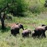 WWF raises alarm over Mozambique elephant killings