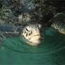 Turtle Excluder Devices now law in Mozambique!