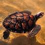 International organizations support WWF marine project in Mozambique