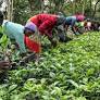 UNAC capacita promotores rurais em agroecologia para fortalecer a segurança alimentar