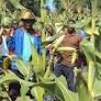 É possível encontrar alternativas ao agro-negócio para a produção de alimentos em Moçambique, defende a União Nacional dos Camponeses – Verdade