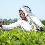 Safety + Health for All Workers in South Asia: Nepal Component