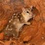 Ten Sydney Harbours’ worth of threatened species habitat approved for destruction in 2025, report finds