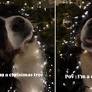 Video: Bernese Mountain Dog Is Christmas-Ready in Festive Getup