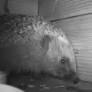 Hidden cameras reveal what hedgehogs really get up to after dark