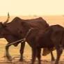 10 million Euros to avert humanitarian crisis in Sahel
