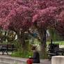 Eye On Edmonton: Pink and white blossoms at Henrietta Muir Park, by Ian Kucerak