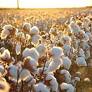 Uzbekistan Making Progress to Phase Out Forced Cotton Labor, Report Says