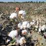 Forced labor in Uzbekistan's cotton industry – a hard nut to crack