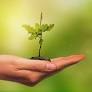 Top 12 leading tree planting organizations in India