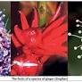 Dr. Himesh Jayasinghe’s landmark discovery and the voice of Dr. Rohan Pethiyagoda