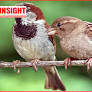 How Are Mosquito Coils Impacting House Sparrow Population in Sri Lanka?
