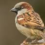 House Sparrows have disappeared from 18 districts!