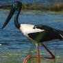 On The Way Out: Sri Lanka’s Ten Critically Endangered Birds