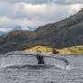 Humpback whale deaths near Cooke, Australis salmon grow-out centers draw scrutiny in Chile