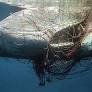 Las amenazas que enfrentan las ballenas en los mares chilenos