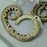 New dwarf boa found in Ecuadoran Amazon